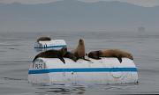 Sea Lions at Platform C