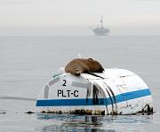 Sea Lions at Platform C